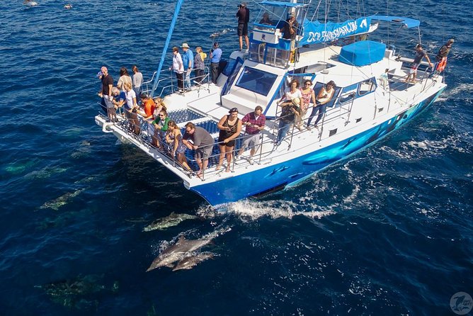Dana Point Dolphin and Whale Watching with Underwater Viewing - The Catamaran Ride and Viewing Areas