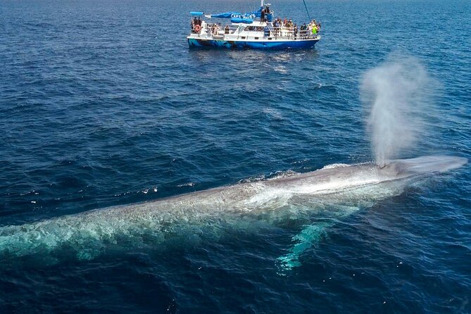 Dana Point Dolphin and Whale Watching with Underwater Viewing - Is $99.99 a Fair Price?