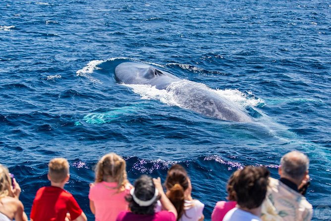 Dana Point Dolphin and Whale Watching with Underwater Viewing - Families, Older Adults, and First-Time Boat Riders