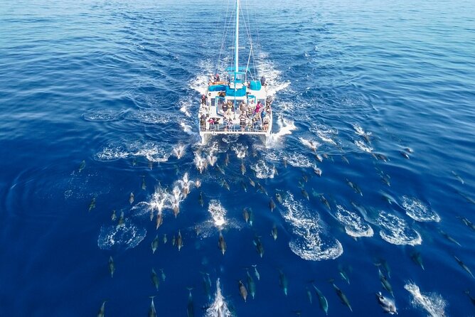 Dana Point Dolphin and Whale Watching with Underwater Viewing - Searching the Open Water for Whales and Dolphins