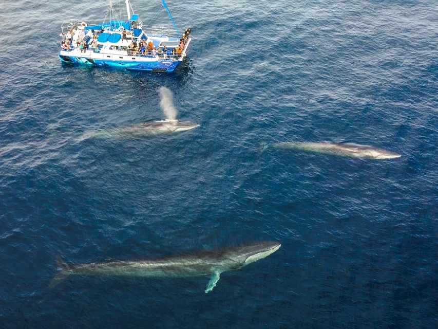 Dana Point Dolphin & Whale Watching With Underwater Viewing - Key details before you book