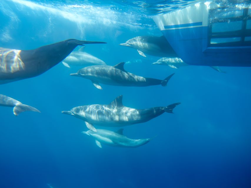 Dana Point Dolphin & Whale Watching With Underwater Viewing - My advice on timing and expectations