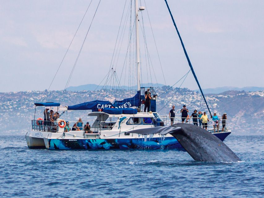 Dana Point Dolphin & Whale Watching With Underwater Viewing - What the marine narration adds
