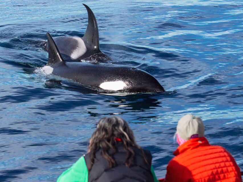 Dana Point Dolphin & Whale Watching With Underwater Viewing - The underwater pods and tram nets