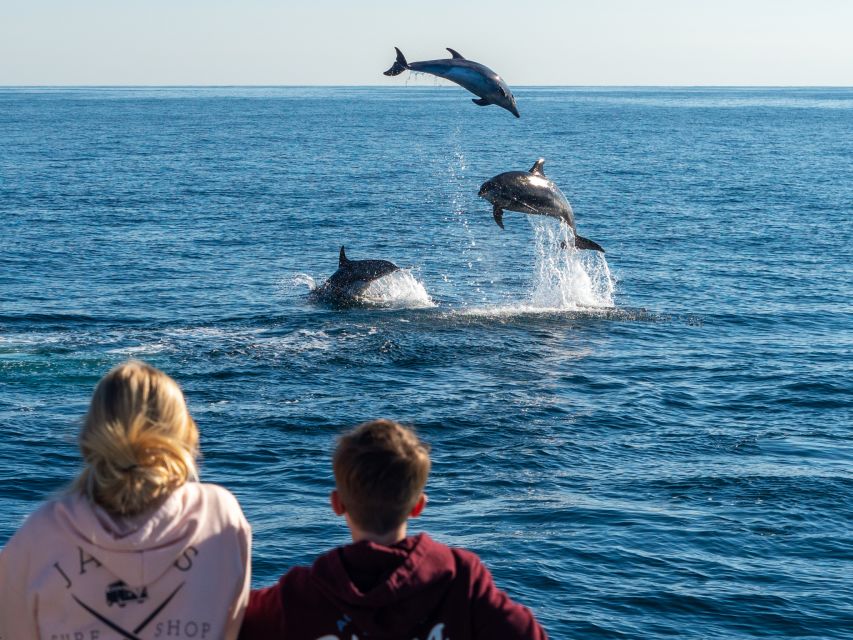Dana Point Dolphin & Whale Watching With Underwater Viewing - The animals you might see year-round