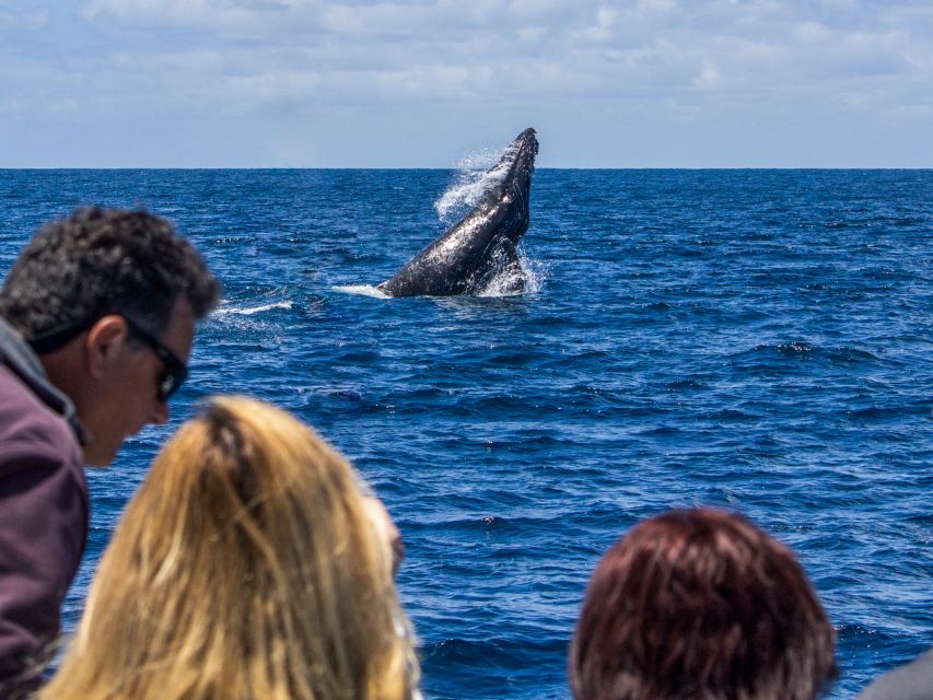 Dana Point Dolphin & Whale Watching With Underwater Viewing - Is $95 a fair price?