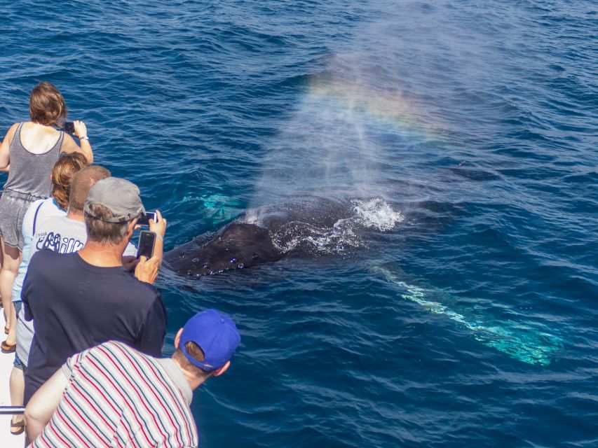 Dana Point Dolphin & Whale Watching With Underwater Viewing - Who will enjoy this cruise most?