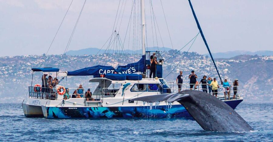 Dana Point Dolphin & Whale Watching With Underwater Viewing - A 2.5-hour search for whales and dolphins