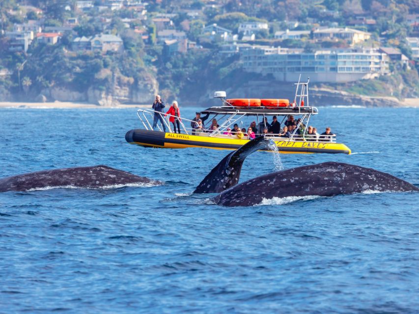 Dana Point Fast & Fun Zodiac-Style Dolphin & Whale Watching - Key points to know before booking