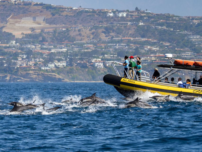 Dana Point Fast & Fun Zodiac-Style Dolphin & Whale Watching - Setting out from Dana Point Harbor
