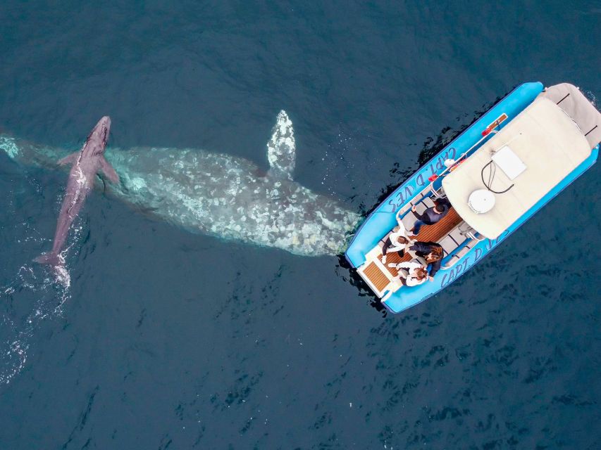 Dana Point Fast & Fun Zodiac-Style Dolphin & Whale Watching - Dolphins, whales, and the best wildlife possibilities