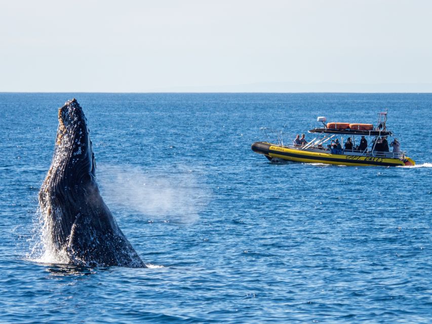 Dana Point Fast & Fun Zodiac-Style Dolphin & Whale Watching - A guided look at Dana Point’s marine life