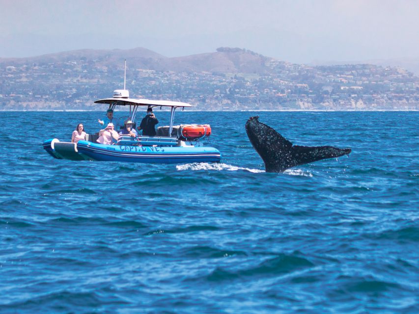 Dana Point Fast & Fun Zodiac-Style Dolphin & Whale Watching - Why the small group improves the outing