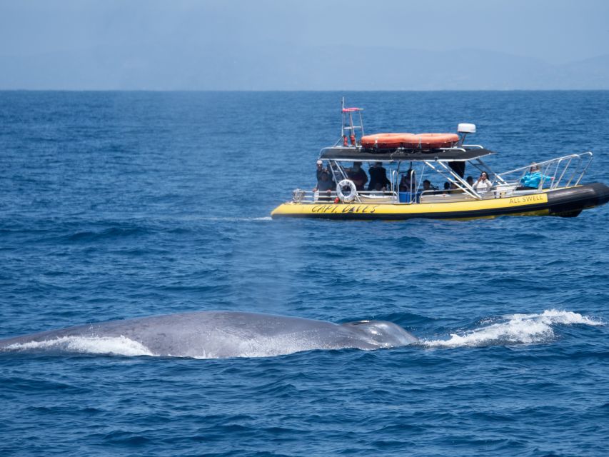Dana Point Fast & Fun Zodiac-Style Dolphin & Whale Watching - How the $95 price measures up