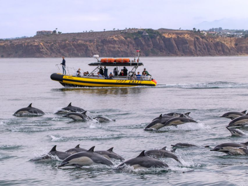 Dana Point Fast & Fun Zodiac-Style Dolphin & Whale Watching - Who should book this cruise