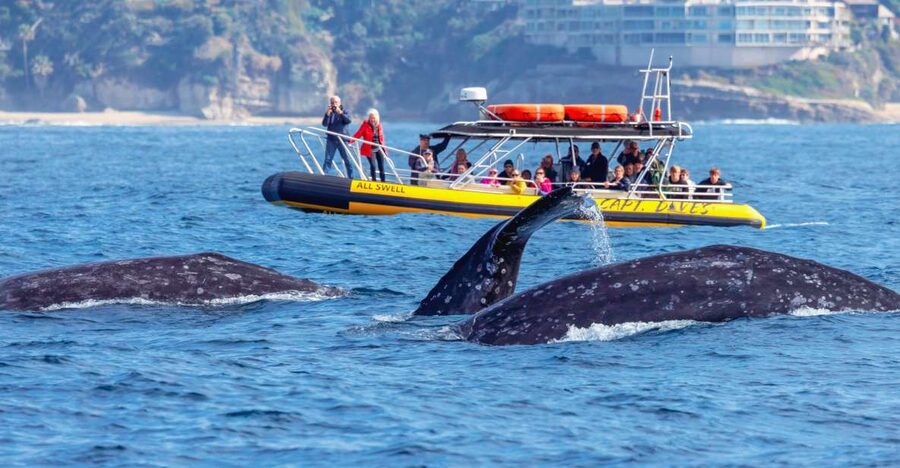 Dana Point Fast & Fun Zodiac-Style Dolphin & Whale Watching - What the Zodiac ride feels like