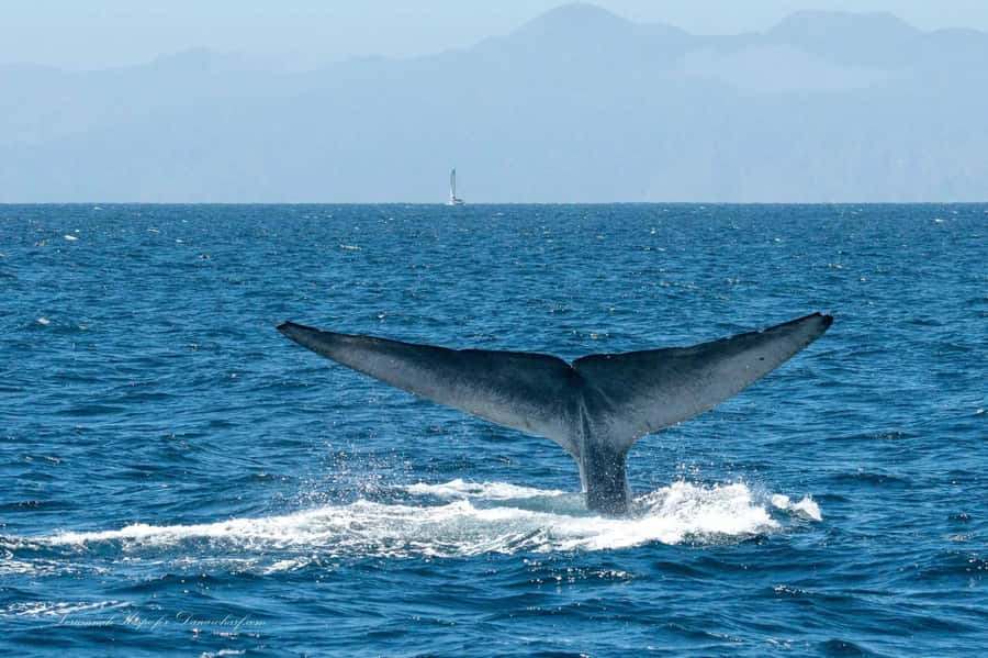 Dana Point: Whale and Dolphin Watching Tour - Leaving Dana Point Harbor for Open Water