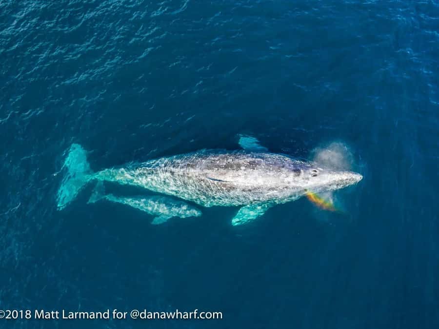 Dana Point: Whale and Dolphin Watching Tour - Whale Possibilities: Gray, Blue, Humpback, and More