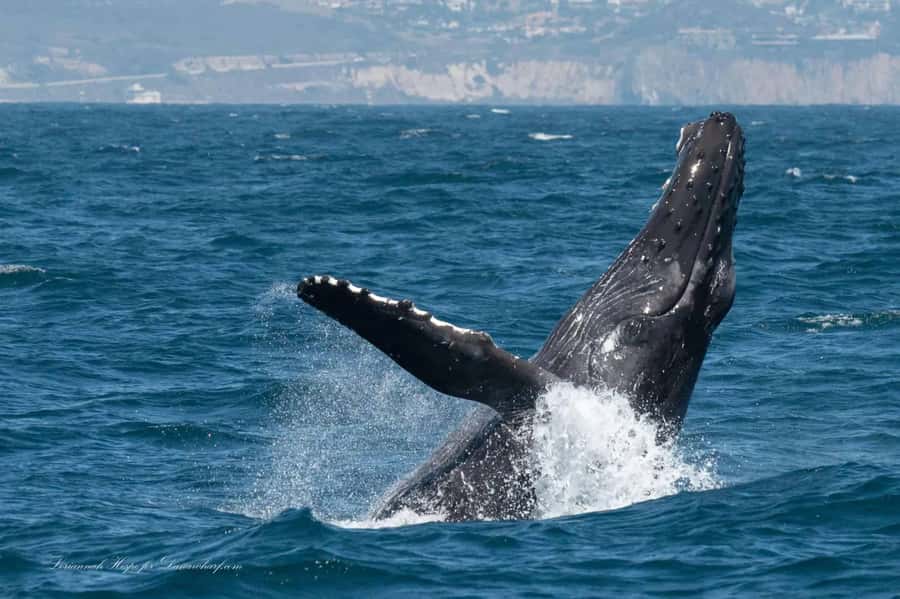Dana Point: Whale and Dolphin Watching Tour - The Best Part: Dolphins Close to the Boat