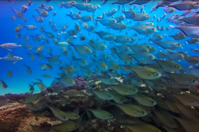 Day Trip to Ponta de Ouro Beach /Dolphin Swim+Snorkel+Whale Watch - Shallow reef snorkeling for turtles, rays, and fish