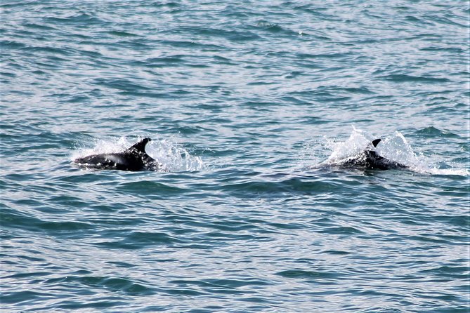 Deluxe Whale Watching and Whales of Iceland Exhibition Combo from Reykjavik - Leaving Reykjavik’s Old Harbour at 1 p.m.