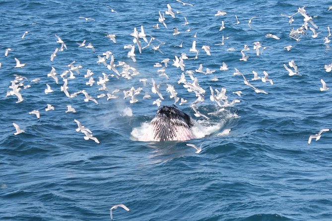 Deluxe Whale Watching and Whales of Iceland Exhibition Combo from Reykjavik - Minke, humpback, dolphin, and porpoise sightings