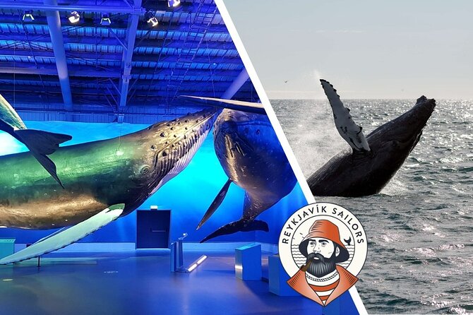 Deluxe Whale Watching and Whales of Iceland Exhibition Combo from Reykjavik - Returning to shore and entering Whales of Iceland
