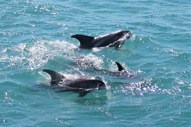 Deluxe Whale Watching and Whales of Iceland Exhibition Combo from Reykjavik - Is the $120 price good value?