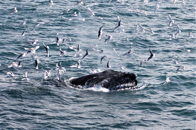 Deluxe Whale Watching and Whales of Iceland Exhibition Combo from Reykjavik - Who will enjoy this Reykjavik combination?