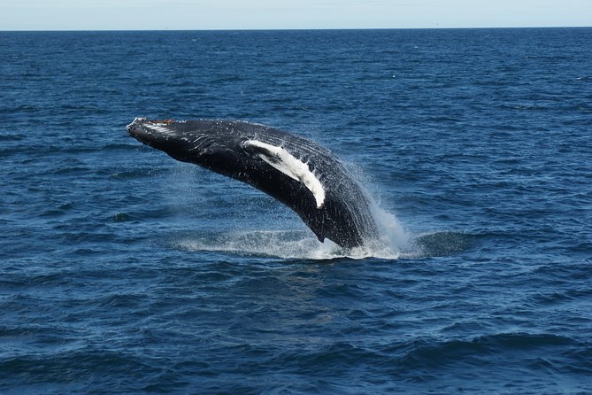 Deluxe Whale Watching and Whales of Iceland Exhibition Combo from Reykjavik - Should you book this whale-watching combo?