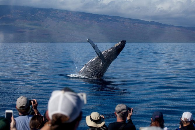 Deluxe Whale Watching Sail on Maui - Maalaea Harbor is the real starting point