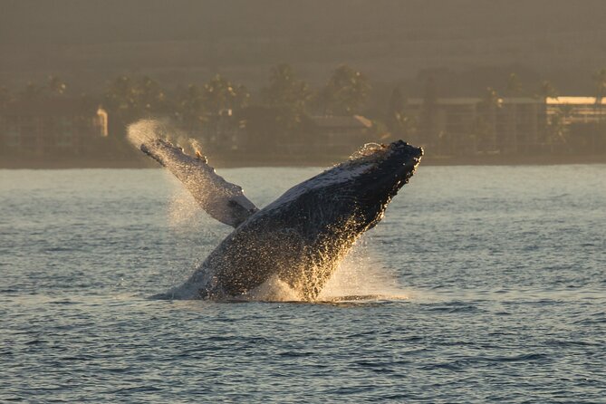 Deluxe Whale Watching Sail on Maui - Is $147.83 a fair price?