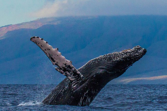 Deluxe Whale Watching Sail on Maui - The search for Maui’s winter humpbacks
