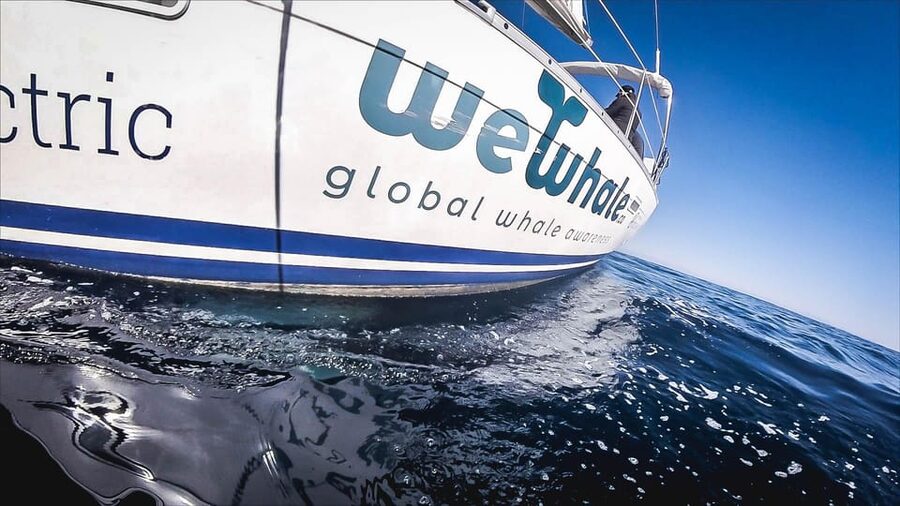 Denia: Whale and Dolphin Watching Morning Experience - A realistic way to judge the day