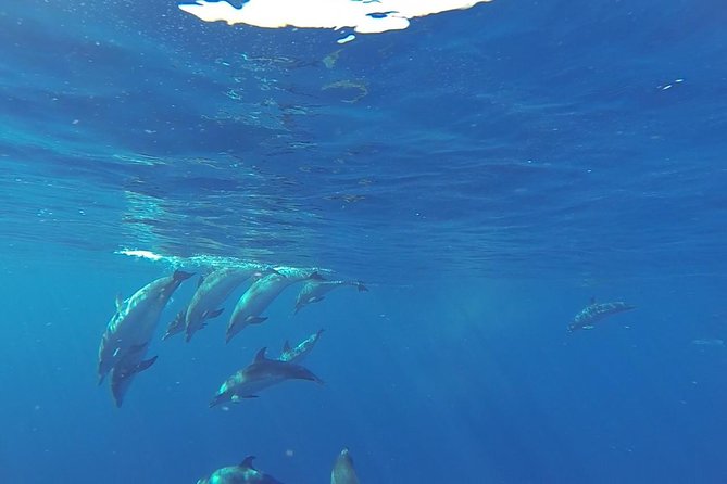 Dolphin and Whale Cruise in Puerto Rico, Gran Canaria - Leaving Puerto Rico for Gran Canaria’s cetacean waters