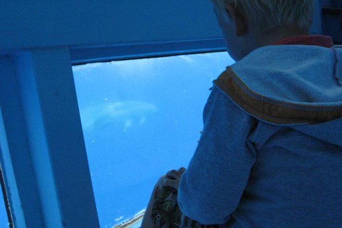 Dolphin and Whale Cruise in Puerto Rico, Gran Canaria - The glass-bottom view and the wildlife payoff