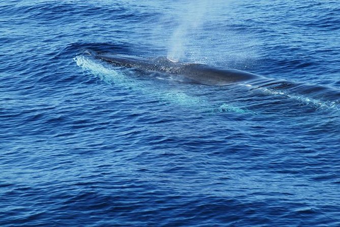 Dolphin and Whale Cruise in Puerto Rico, Gran Canaria - The swimming stop near shore
