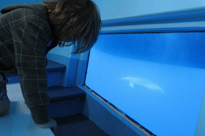 Dolphin and Whale Cruise in Puerto Rico, Gran Canaria - How rough is the ride?