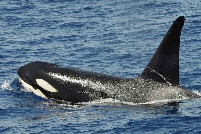 Dolphin and Whale Cruise in Puerto Rico, Gran Canaria - Is $50.46 good value?