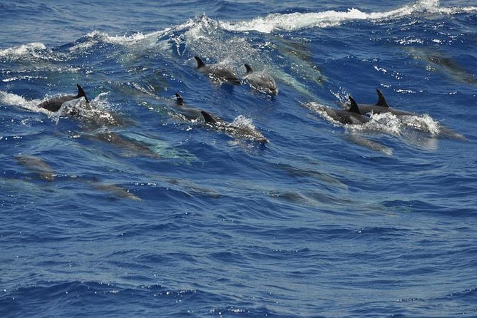 Dolphin and Whale Cruise in Puerto Rico, Gran Canaria - Who will enjoy this cruise most?