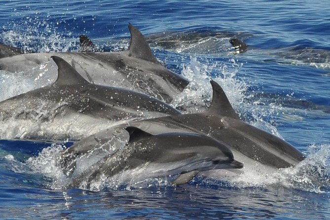 Dolphin and Whale Cruise in Puerto Rico, Gran Canaria - Searching for dolphins and whales along the southwest coast