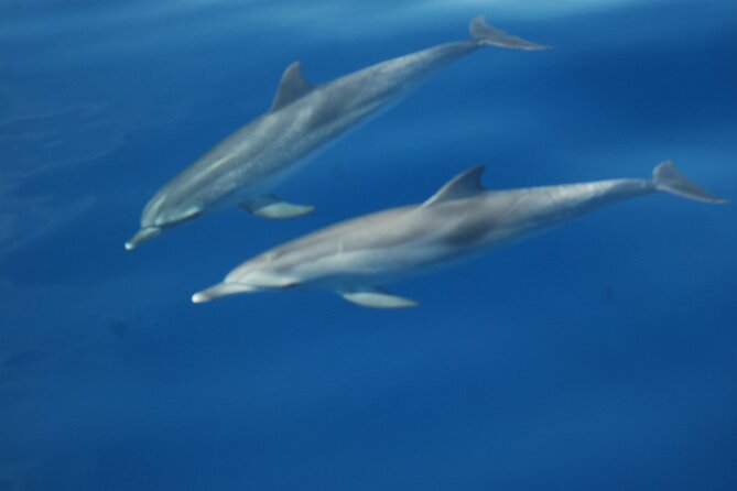 Dolphin and Whale Sailing Tour in Los Gigantes - Snacks, drinks, and the pace of the trip