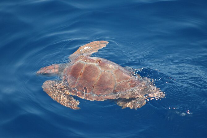 Dolphin and Whale Sailing Tour in Los Gigantes - How the small group changes the experience