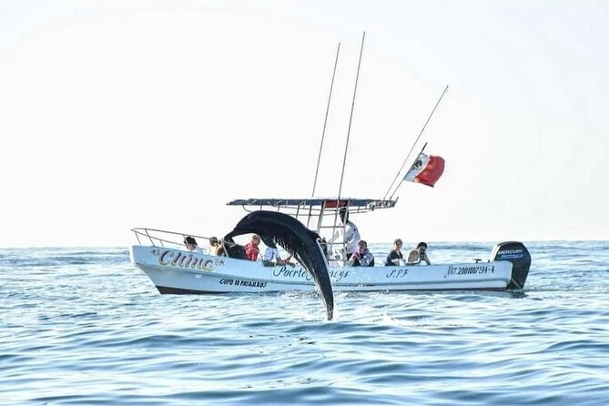 Dolphin and Whale Watching Boat Trip in Puerto Escondido - Dolphins are the main event