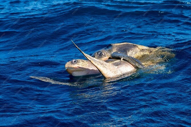 Dolphin and Whale Watching Boat Trip in Puerto Escondido - Turtles, manta rays, and humpback whales