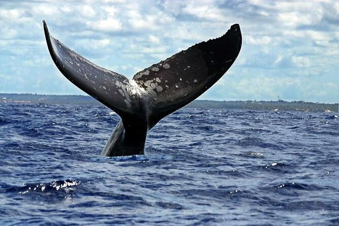 Dolphin and Whale Watching Boat Trip in Puerto Escondido - Snorkeling is available only when conditions allow