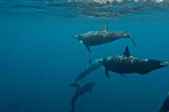 Dolphin and Whale Watching Boat Trip in Puerto Escondido - The captain can make or break a wildlife outing
