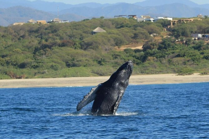 Dolphin and Whale Watching Boat Trip in Puerto Escondido - Is $56.79 a fair price?