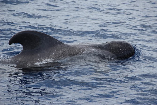 Dolphin and Whale Watching Catamaran Cruise from Funchal - A realistic look at the three-hour timing