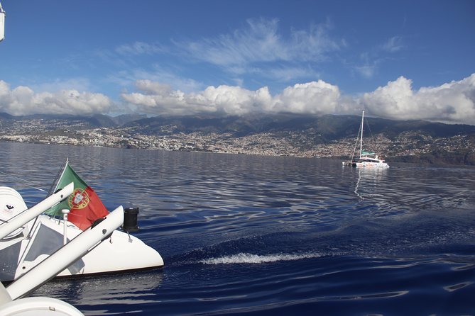 Dolphin and Whale Watching Catamaran Cruise from Funchal - Practical tips for a more comfortable trip
